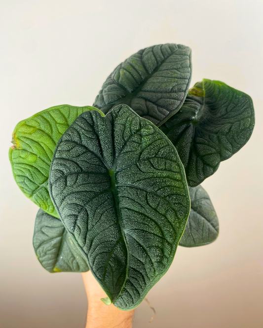 Alocasia Melo