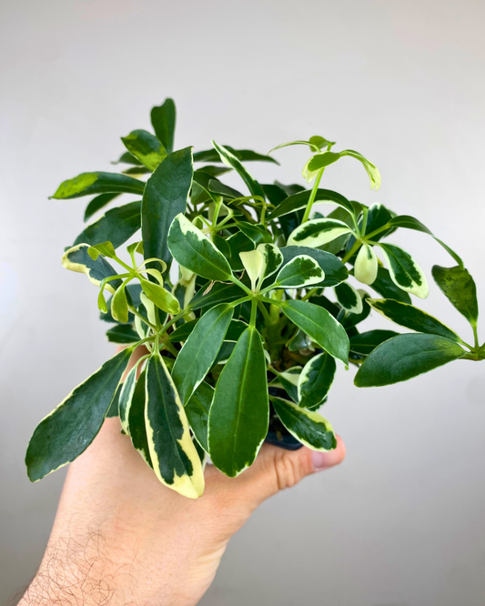 Schefflera Arboricola Variegata 'Ivory'
