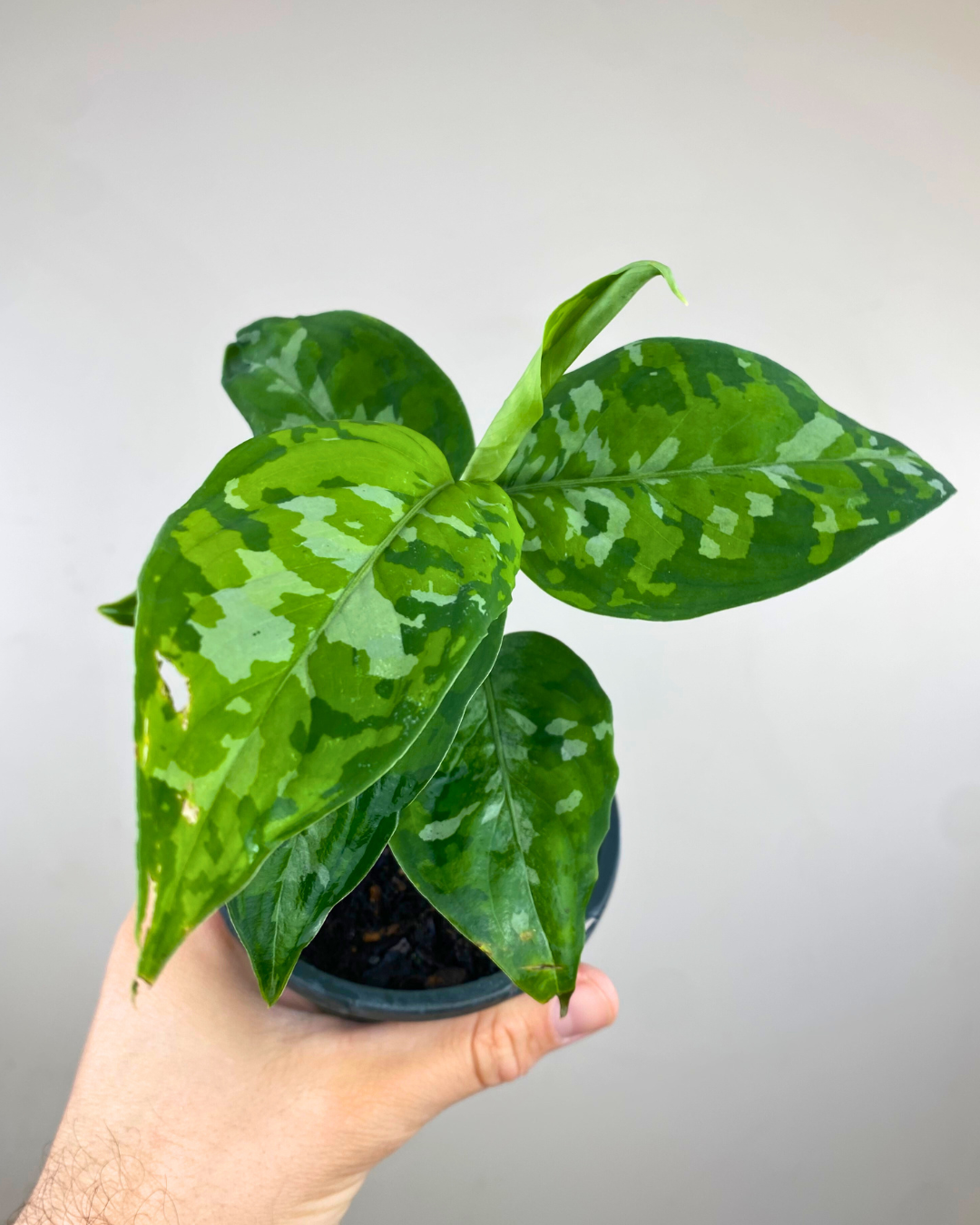 Aglaonema Pictum Tricolor – Aurea Plants