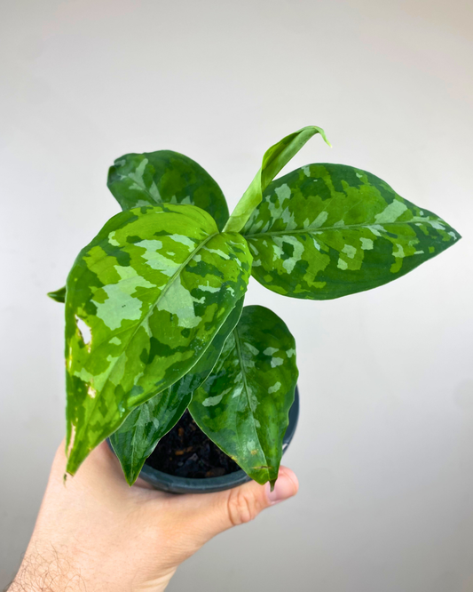 Aglaonema Pictum Tricolor