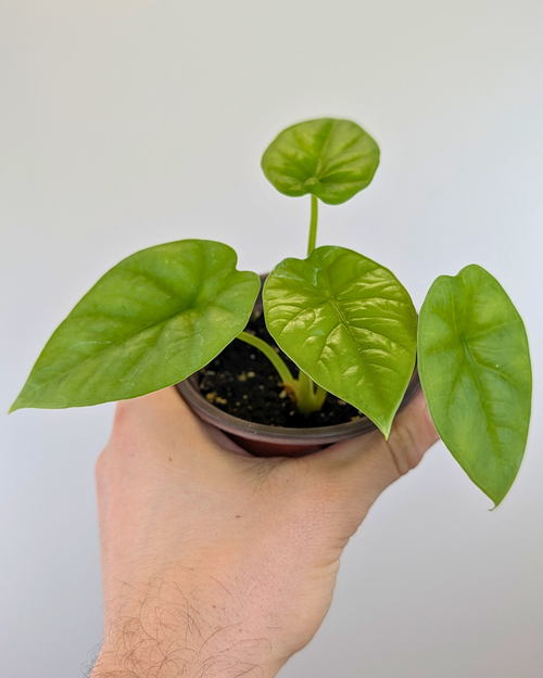 Alocasia 'Lukiwan'