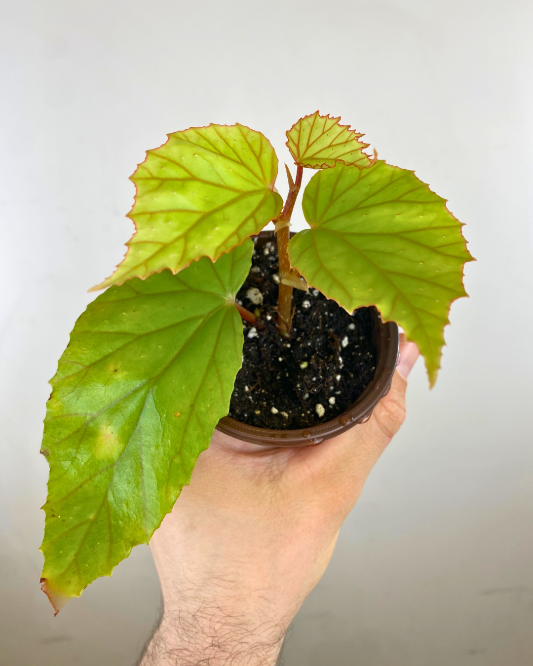 Begonia sp Cuc Phuong