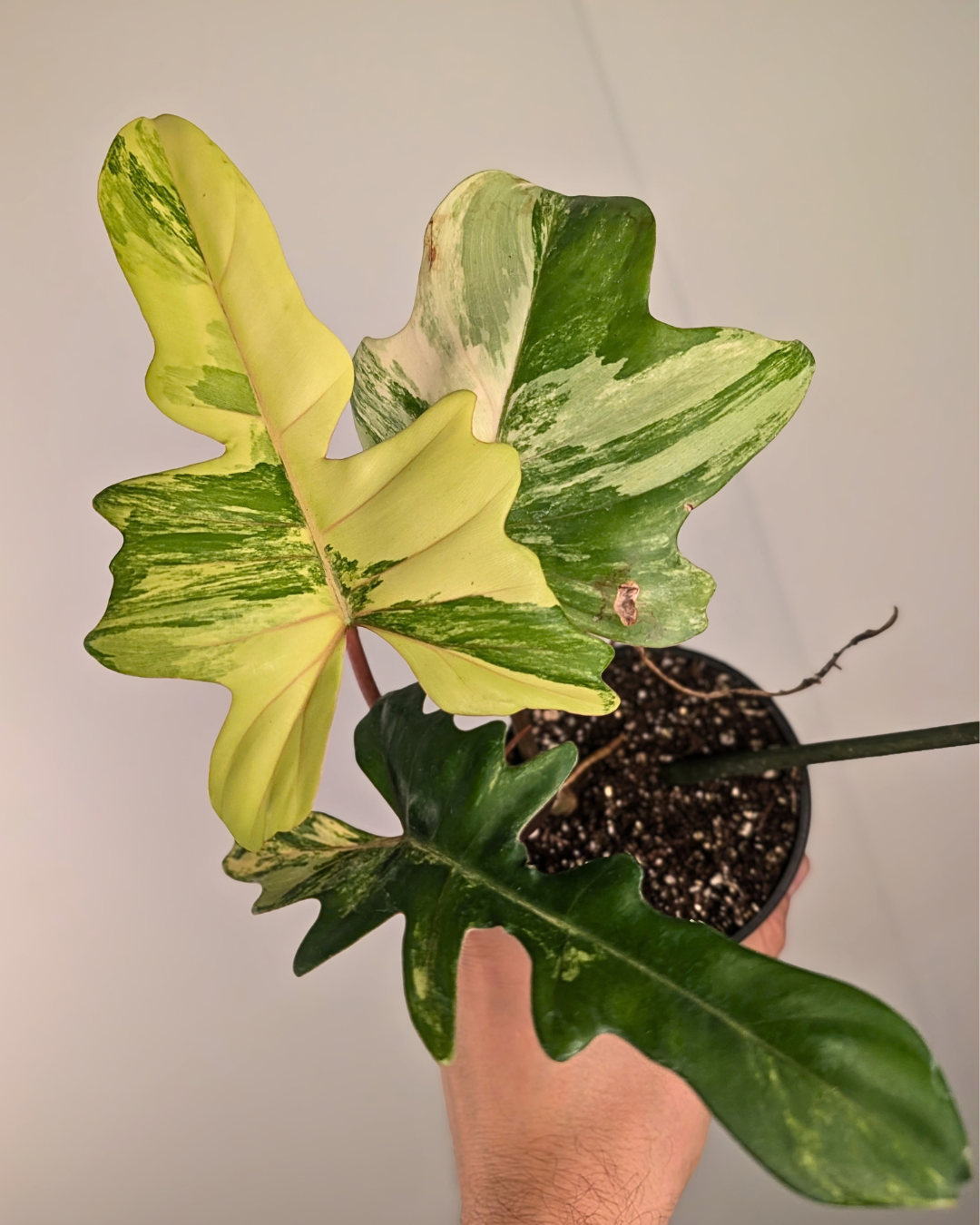 Philodendron Flobe x Mayoi Variegata