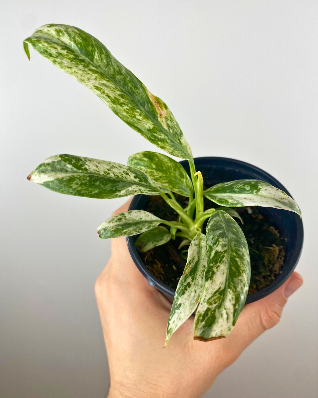 Epipremnum Giganteum Variegata