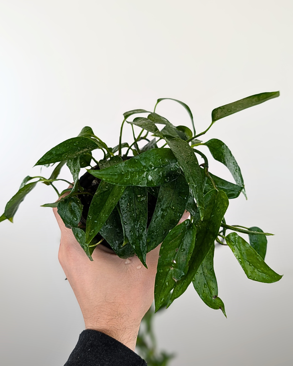 Epipremnum pinnatum 'Skeleton Key'