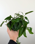 Epipremnum pinnatum 'Skeleton Key'