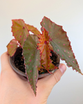 Begonia Amphioxus x Darthvaderiana