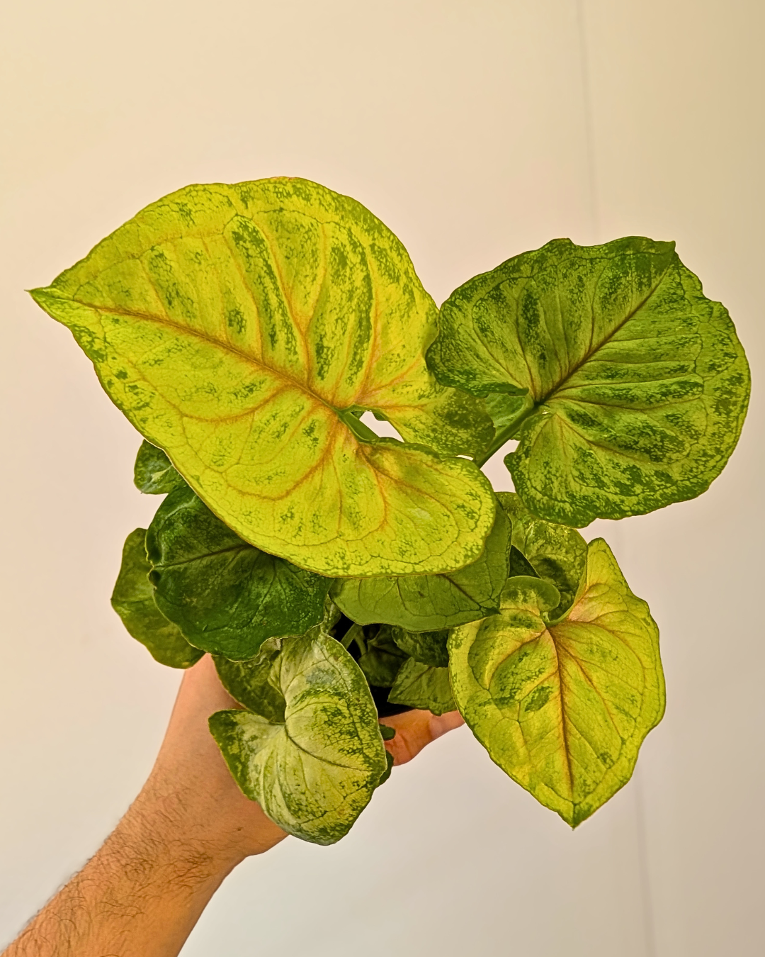 Syngonium 'Kiwi Delight'