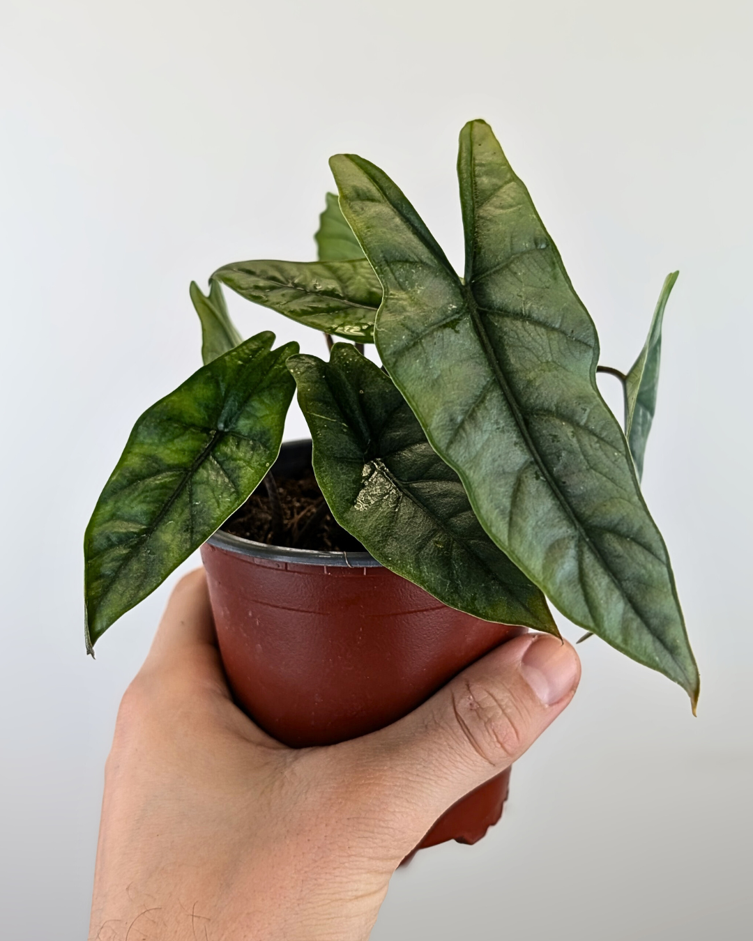 Alocasia heterophylla 'Metallic Blue'