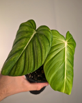 Philodendron 'Dean McDowell'