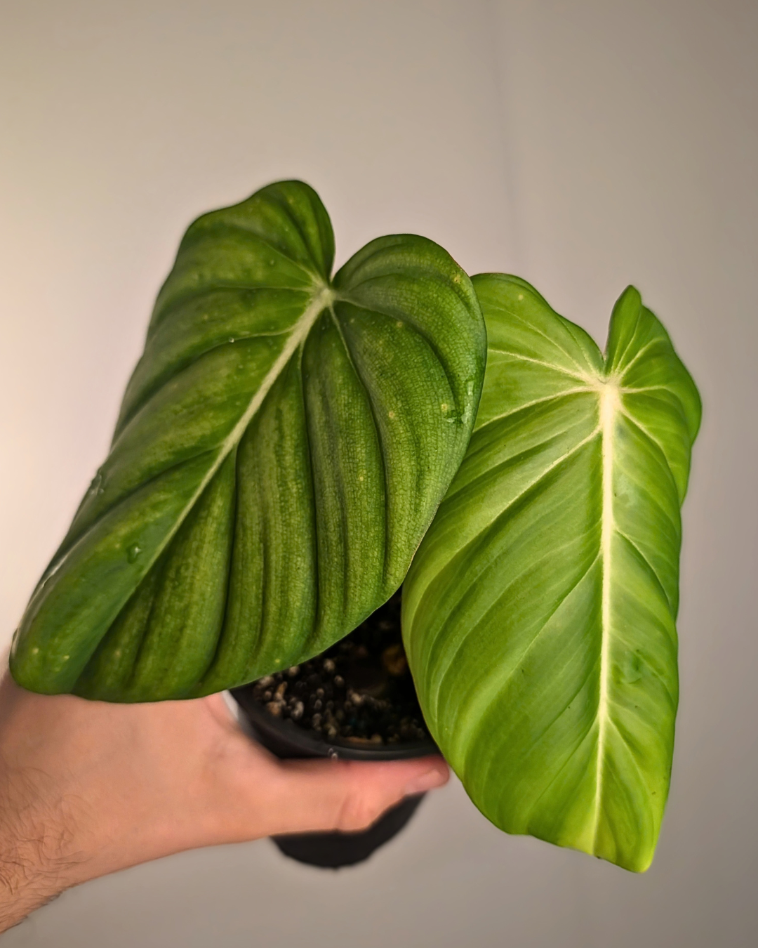 Philodendron 'Dean McDowell'