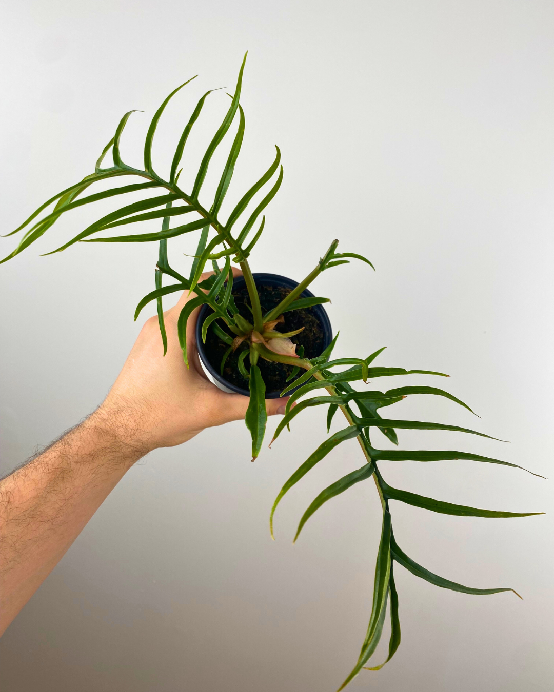 Philodendron Tortum