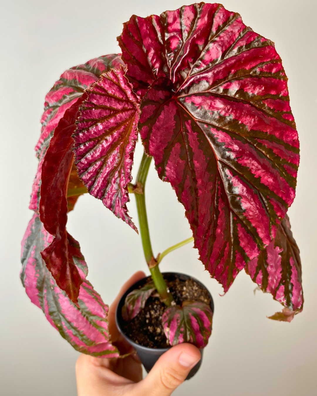 Begonia Brevirimosa