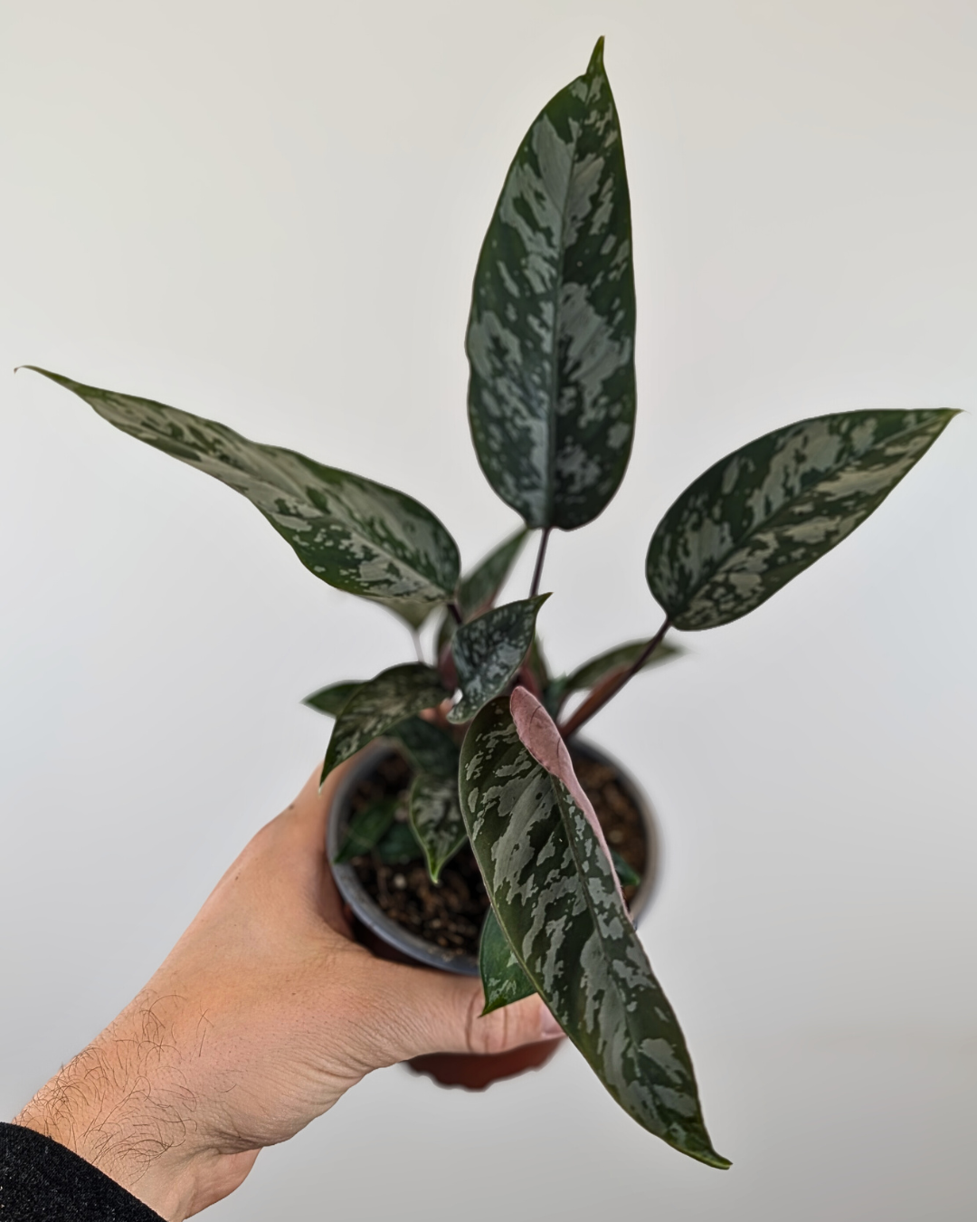 Apoballis lavallaei 'Purple Sword'