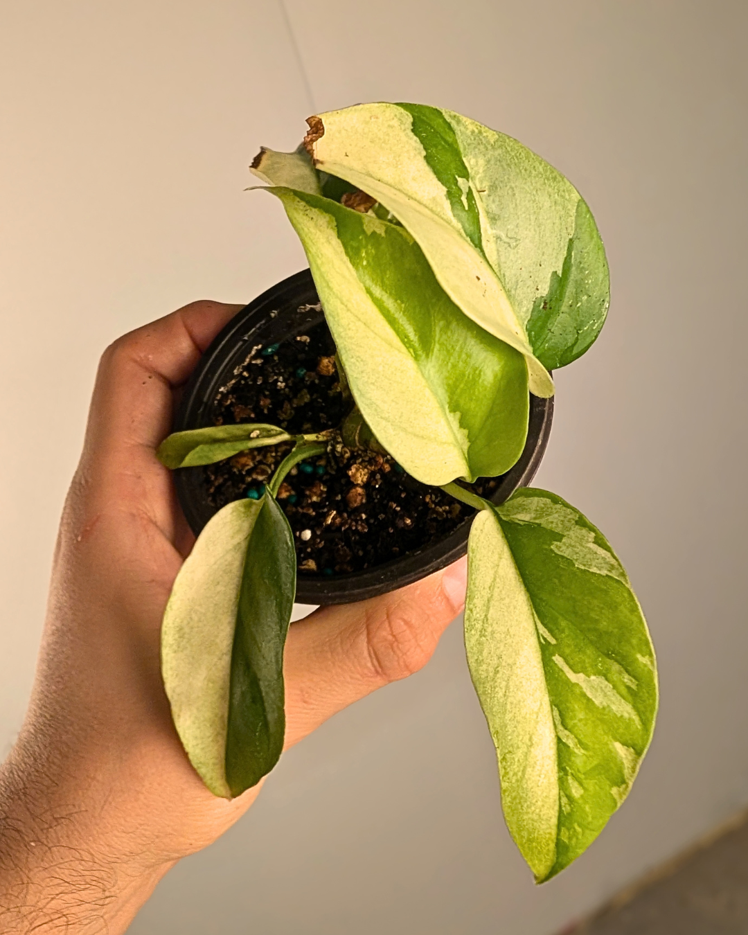 Rhaphidophora Tetrasperma Variegata