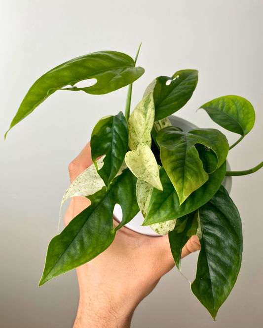 Pothos Epipremnum Pinnatum Marble