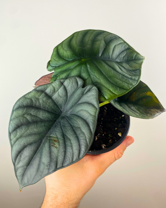 Alocasia Black Diamond