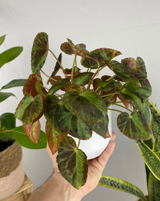 Begonia Burkillii 'Dunn'