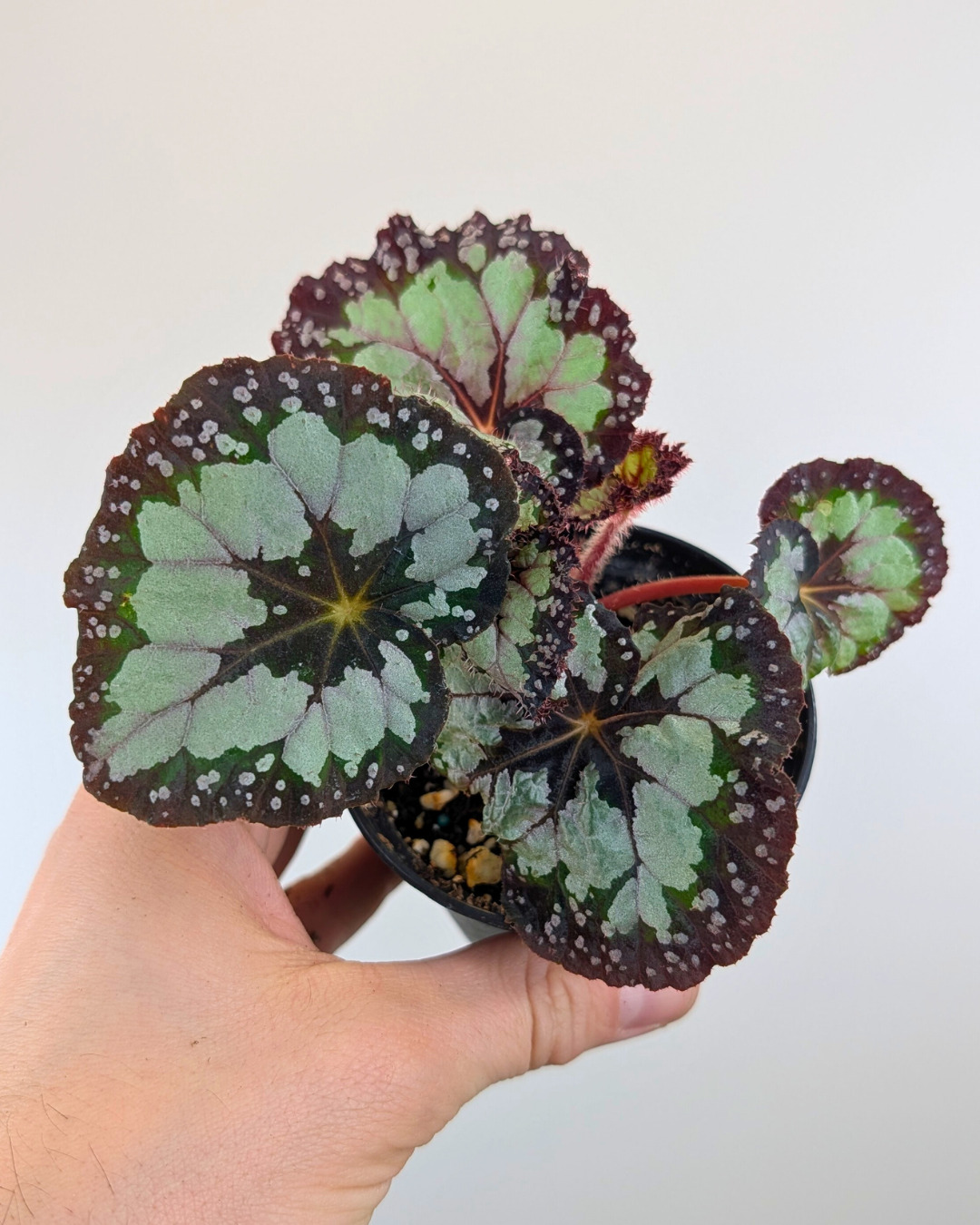 Begonia 'Dolce Vita'
