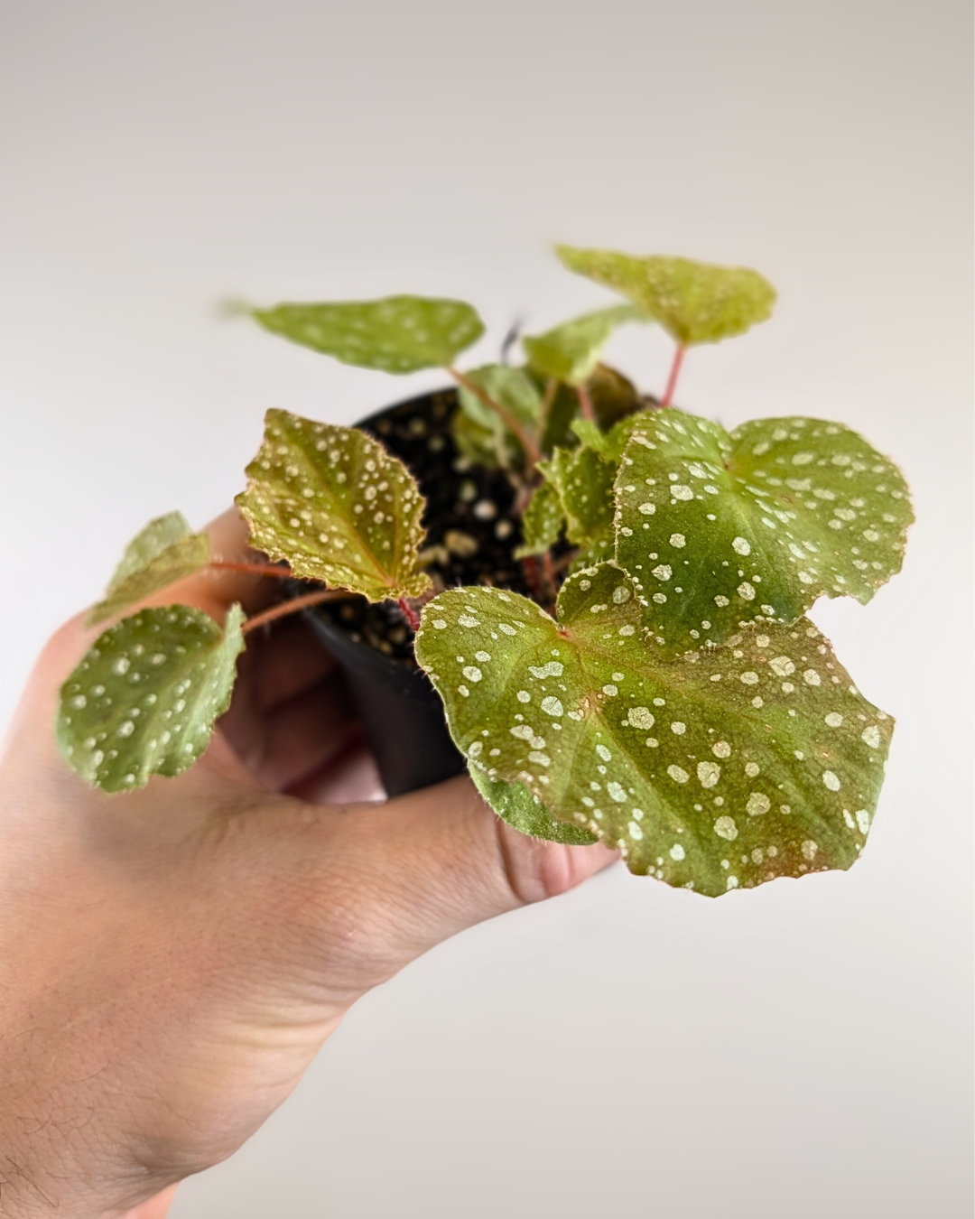 Begonia Luzhaiensis x jiewhoei