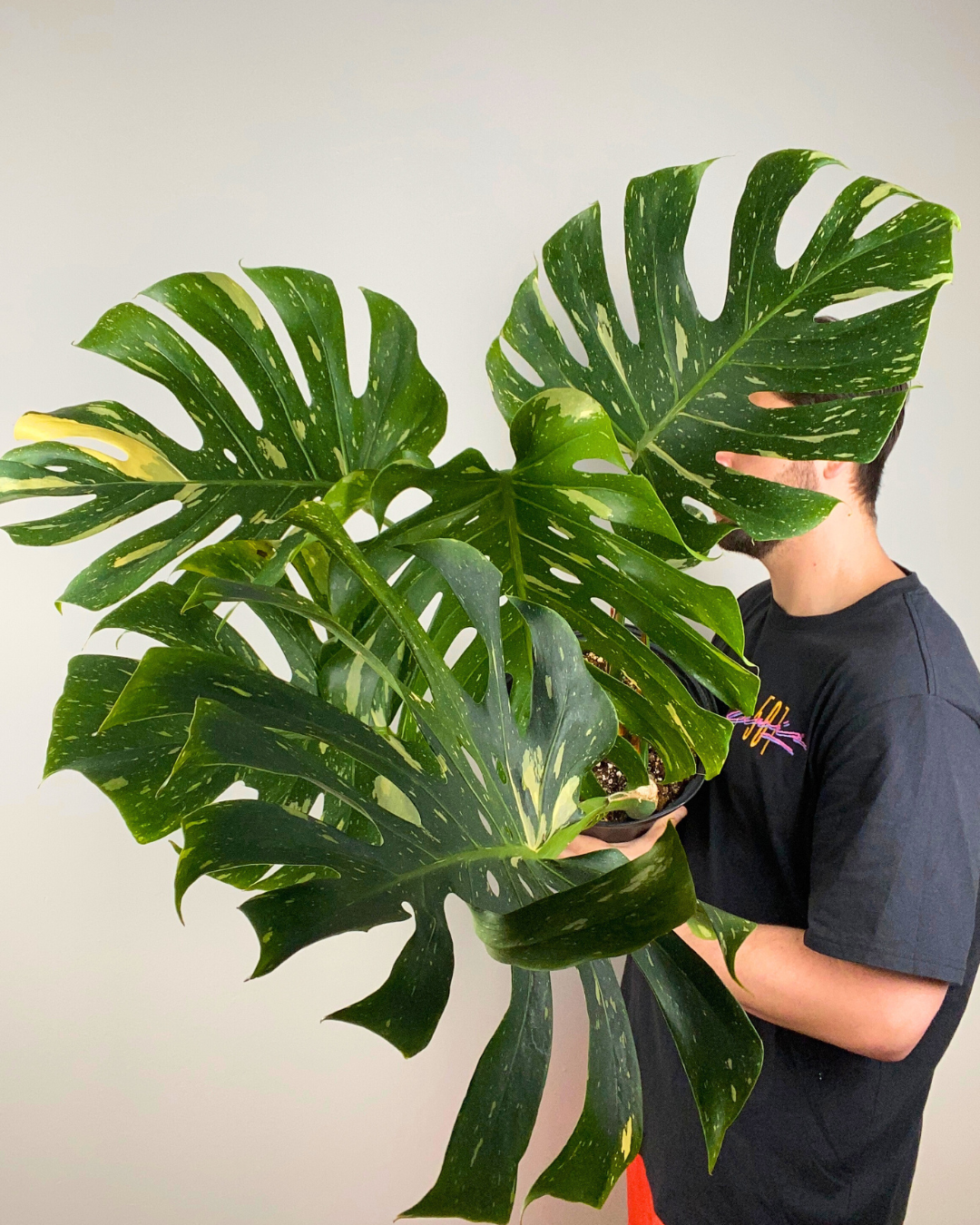 Monstera Thaï Constellation Mature Large to XXLarge