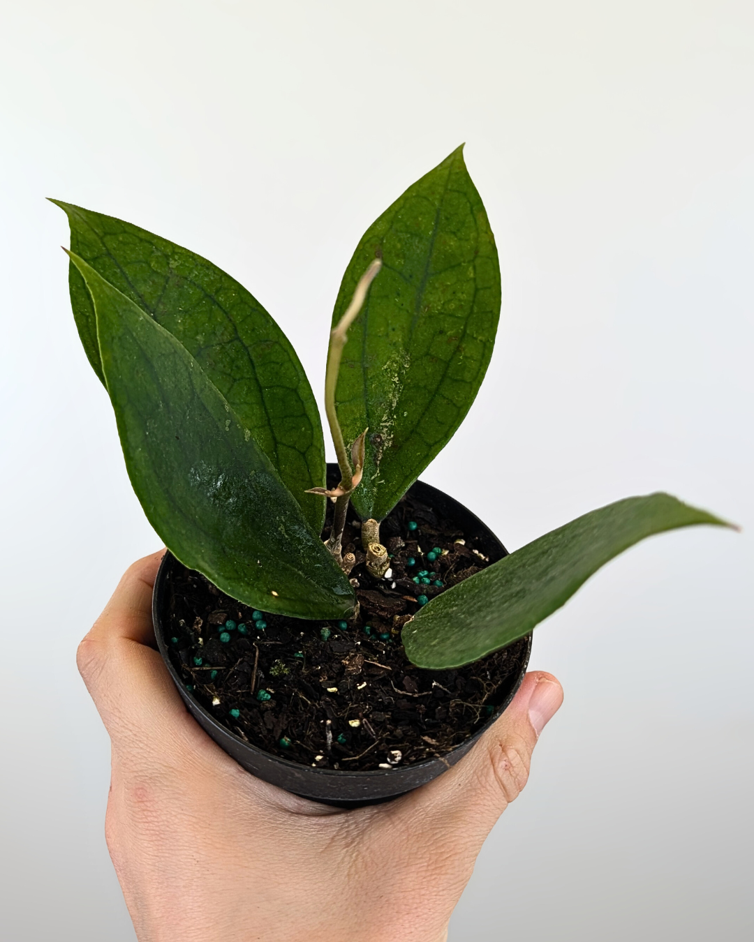 Hoya 'Jennifer' (incrassata x finlaysonii)