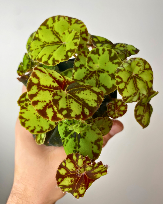 Begonia Rex 'Zumba'