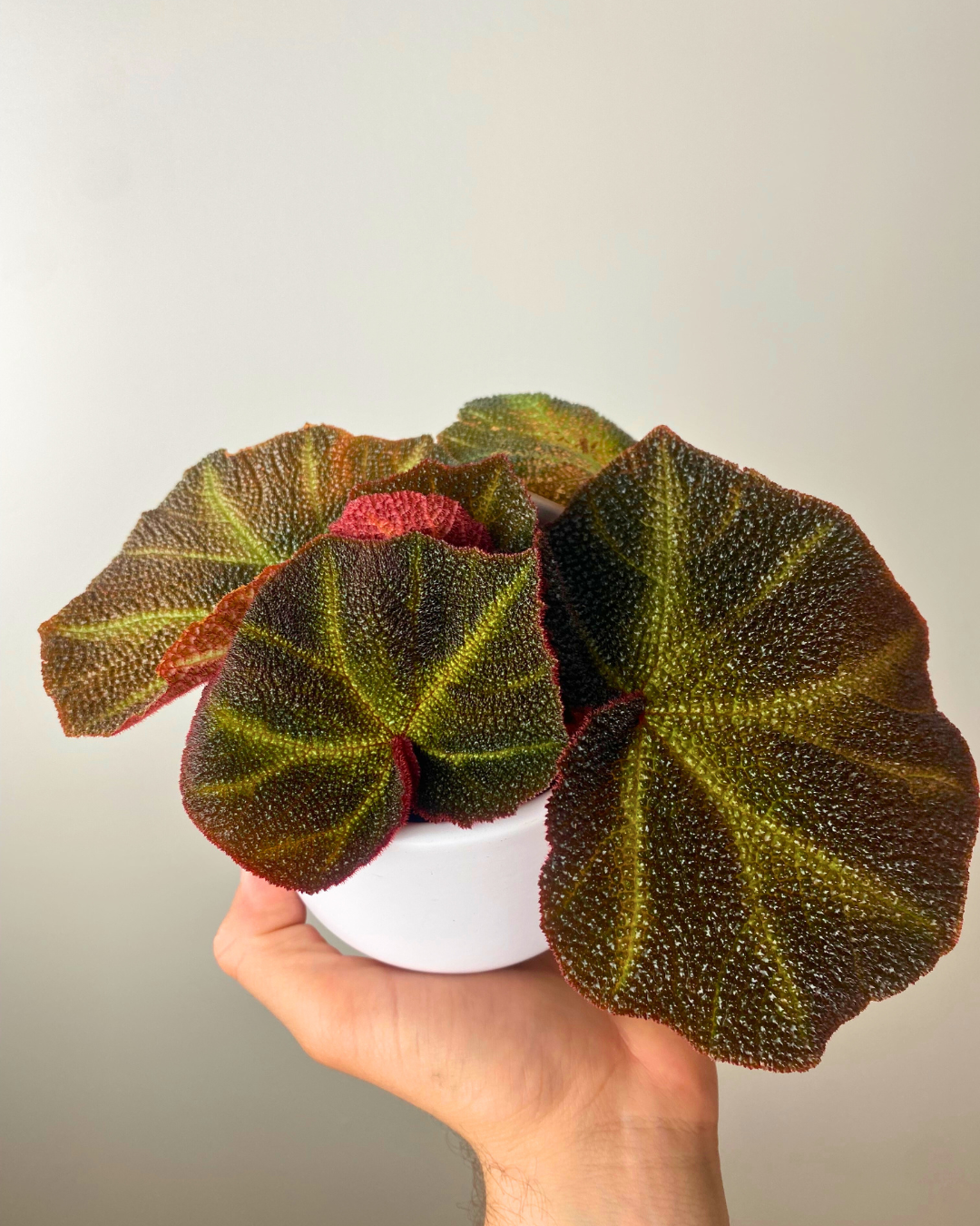 Begonia Soli-Mutata