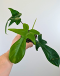 Philodendron Florida Green
