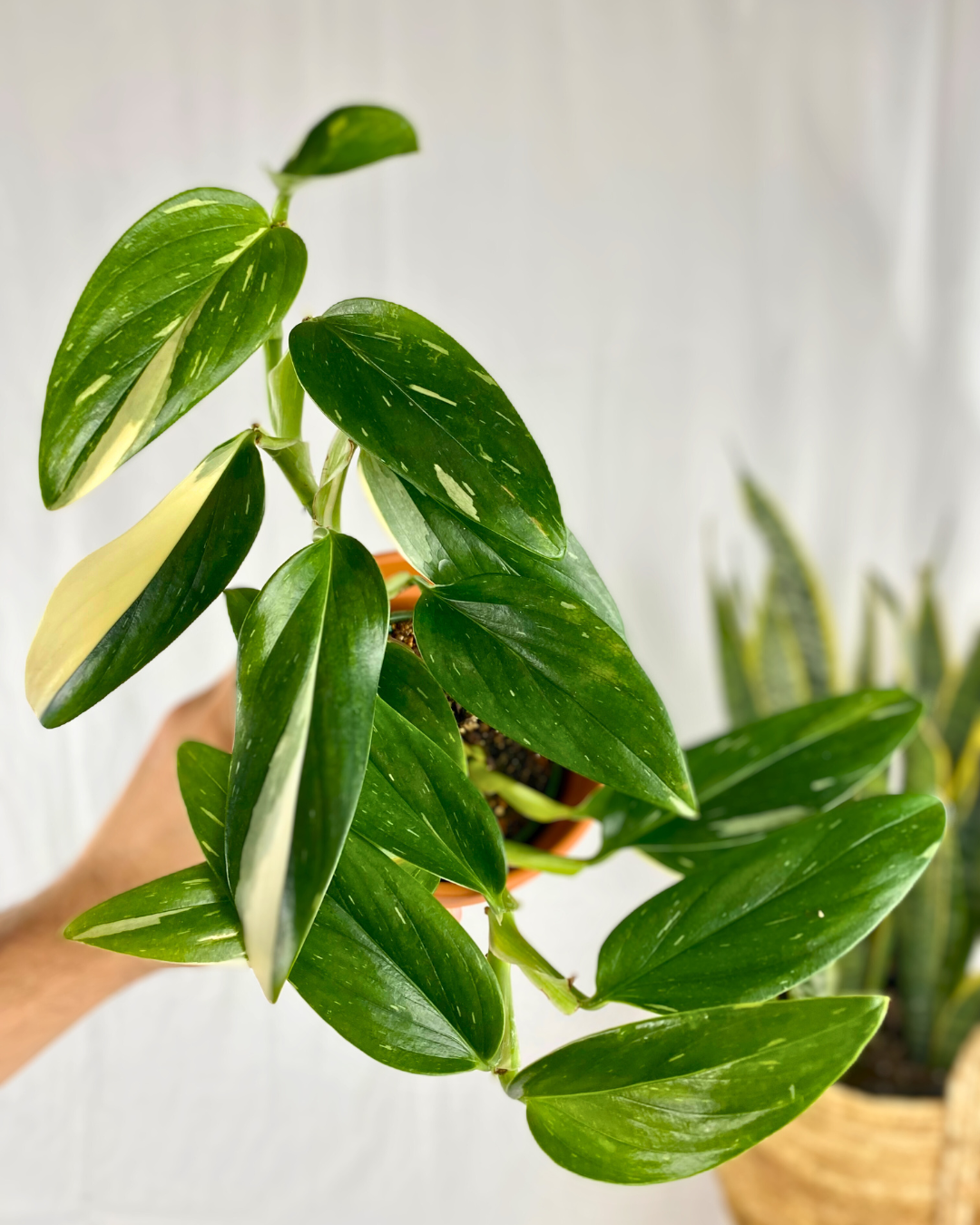 Monstera Standleyana Albo