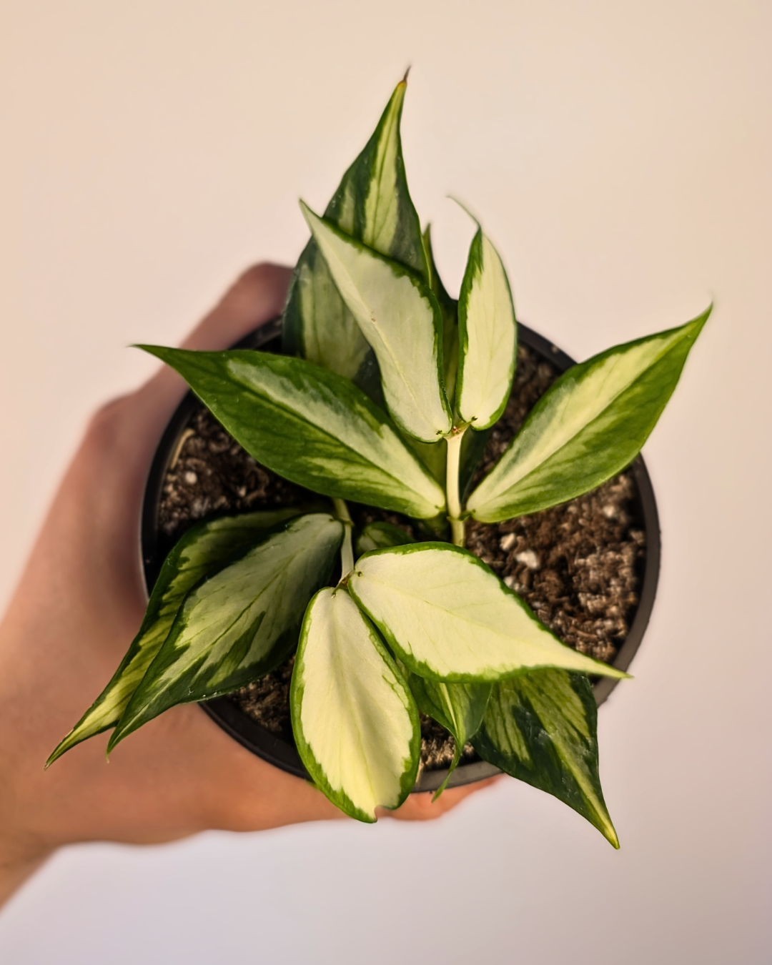 Hoya polyneura Inner Variegata
