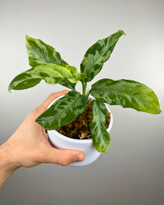 Aglaonema Pictum Tricolor