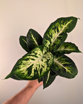 Dieffenbachia 'Sublime'