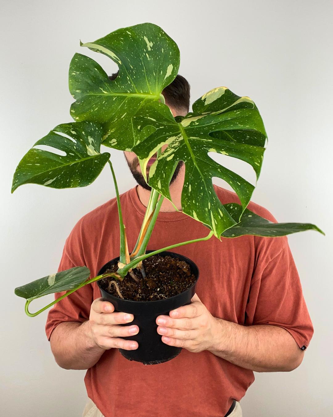 Monstera Thaï Constellation Mature Large to XXLarge