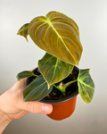 Philodendron Melanochrysum