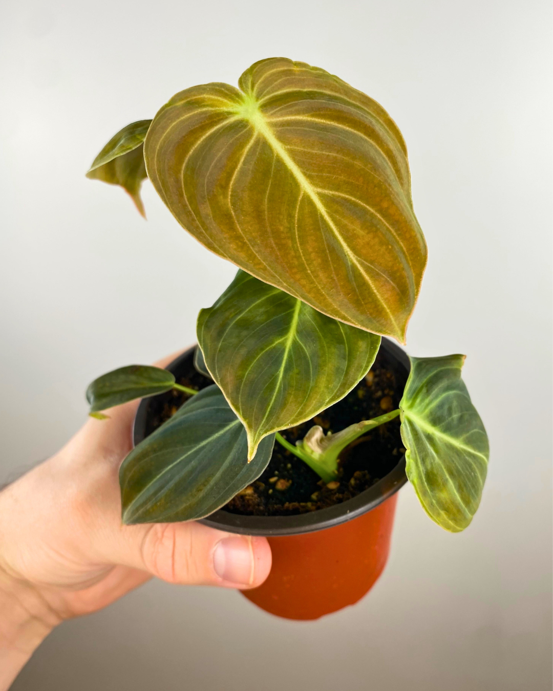 Philodendron Melanochrysum