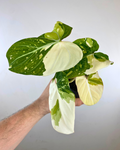 Philodendron Gloriosum Variegata