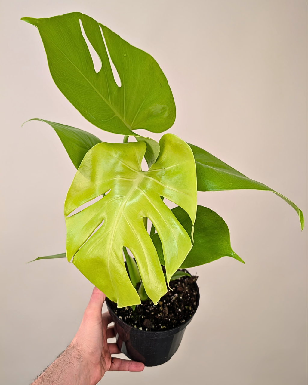 Monstera 'Super Golden'