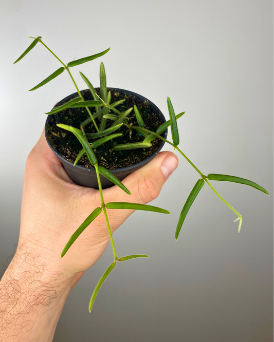 Hoya Linearis