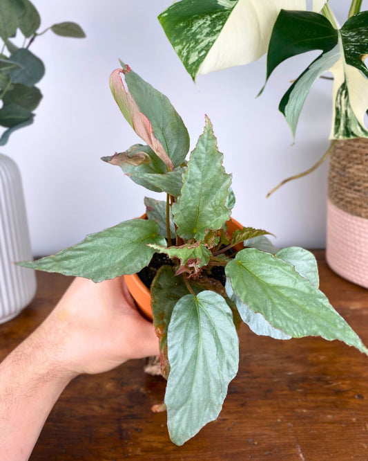 Begonia Hatacoa 'Silver'