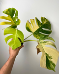Monstera Aurea Marmorata