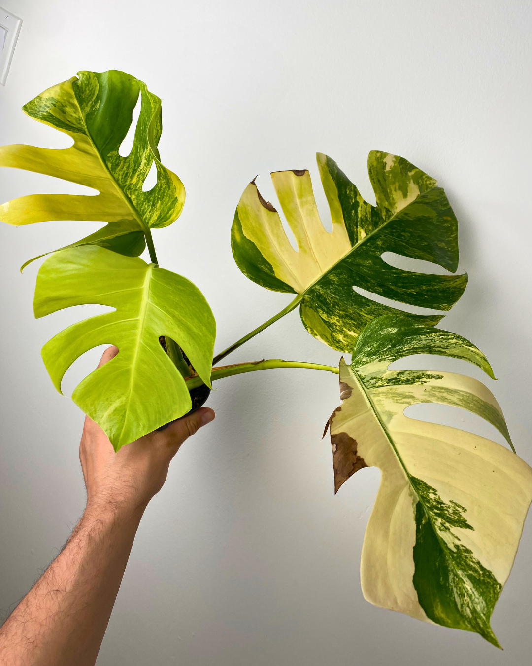 Monstera Aurea Marmorata