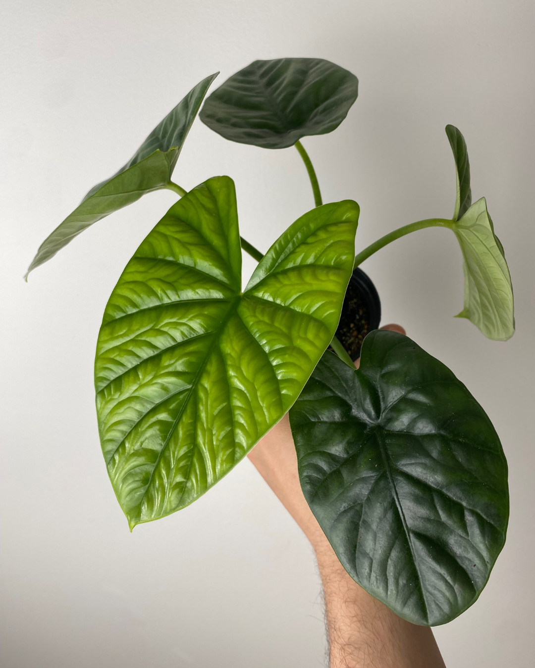 Alocasia Lukiwan