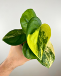 Scindapsus Jade Satin Variegata (pothos)