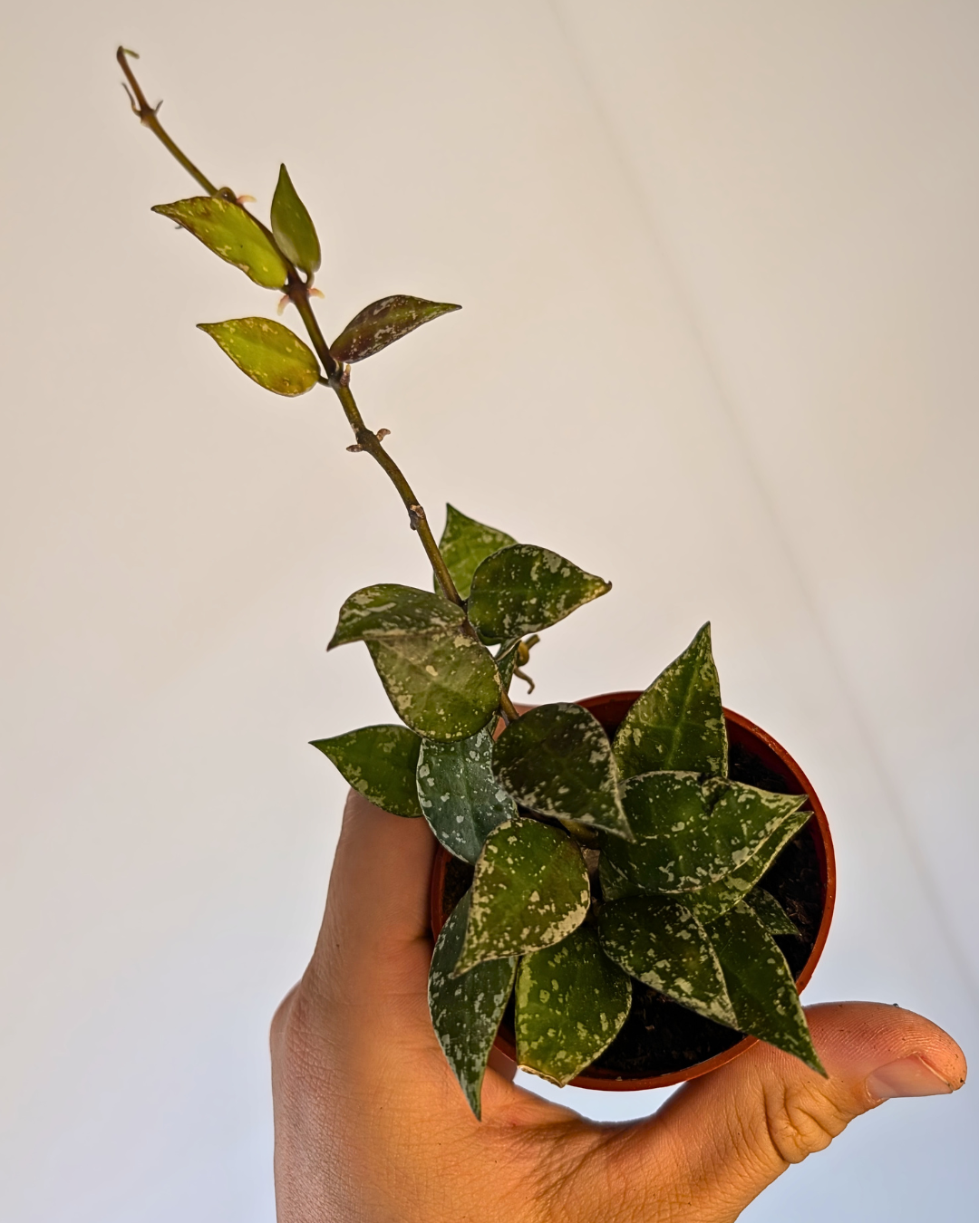 Hoya Krohniana 'Splash'