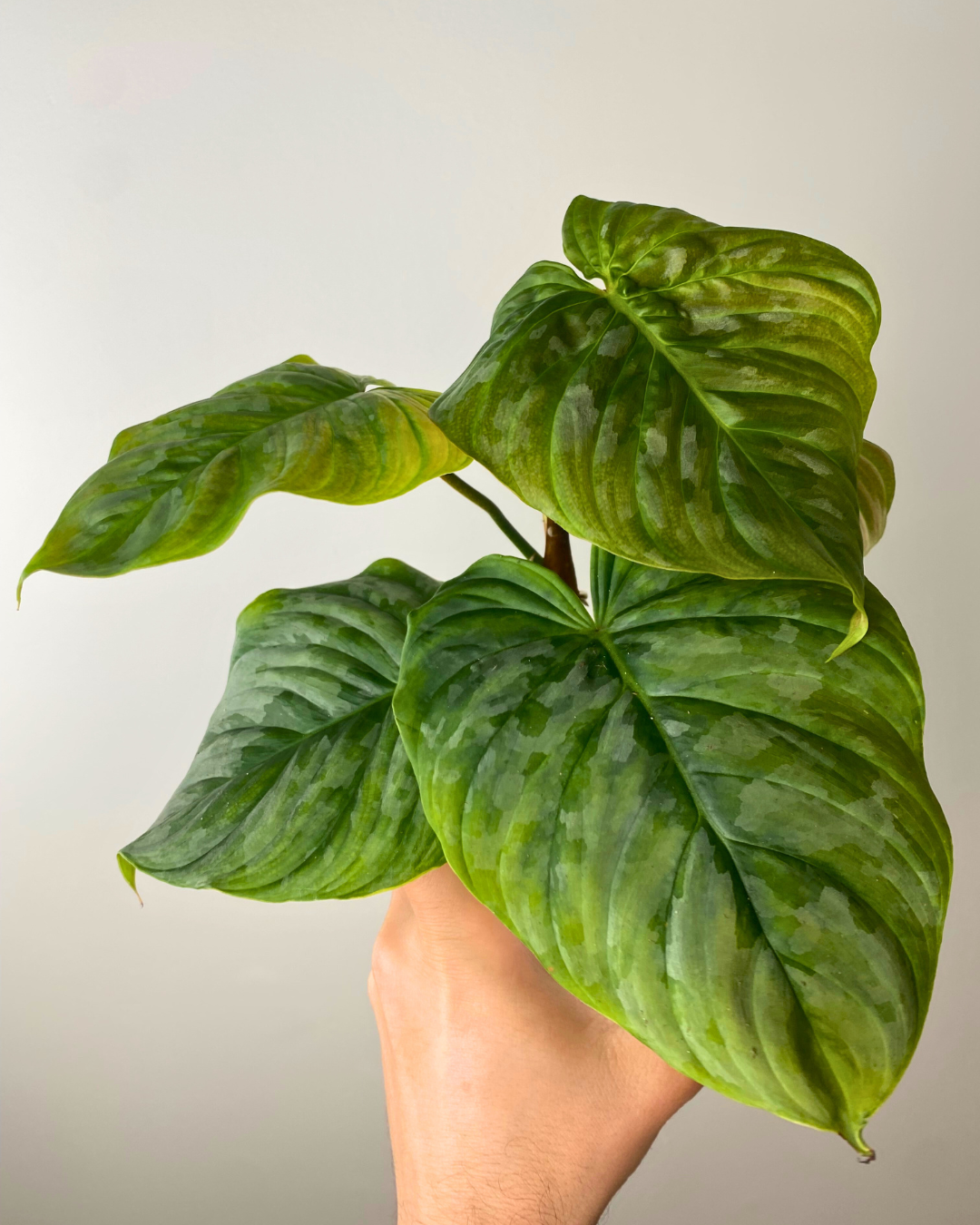 Philodendron Majestic