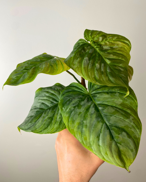 philodendron sodiroi x verrucosum Philodendron Majestic (sodiroi x verrucosum) – Aurea Plants