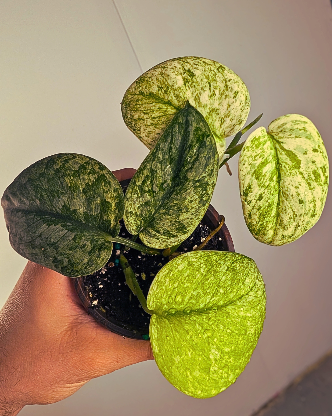 Scindapsus 'Dark Satin Marble'