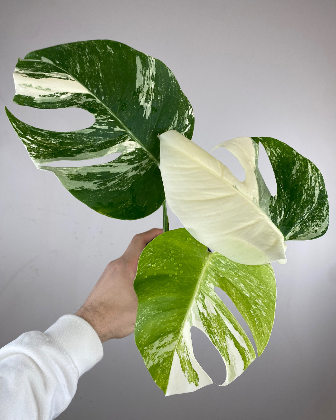 Monstera Borsigiana Albo