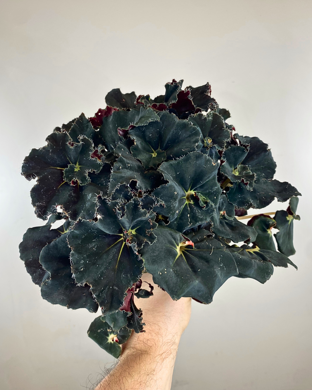 Begonia Rex 'Mini Mo'